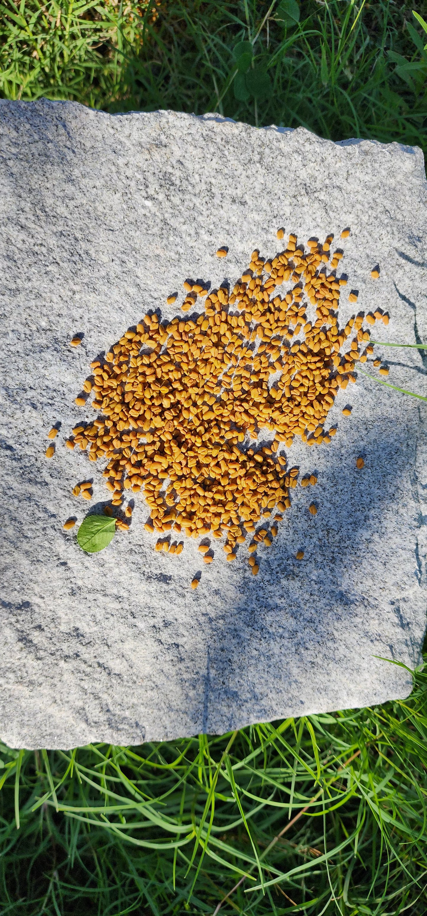 Fenugreek seeds