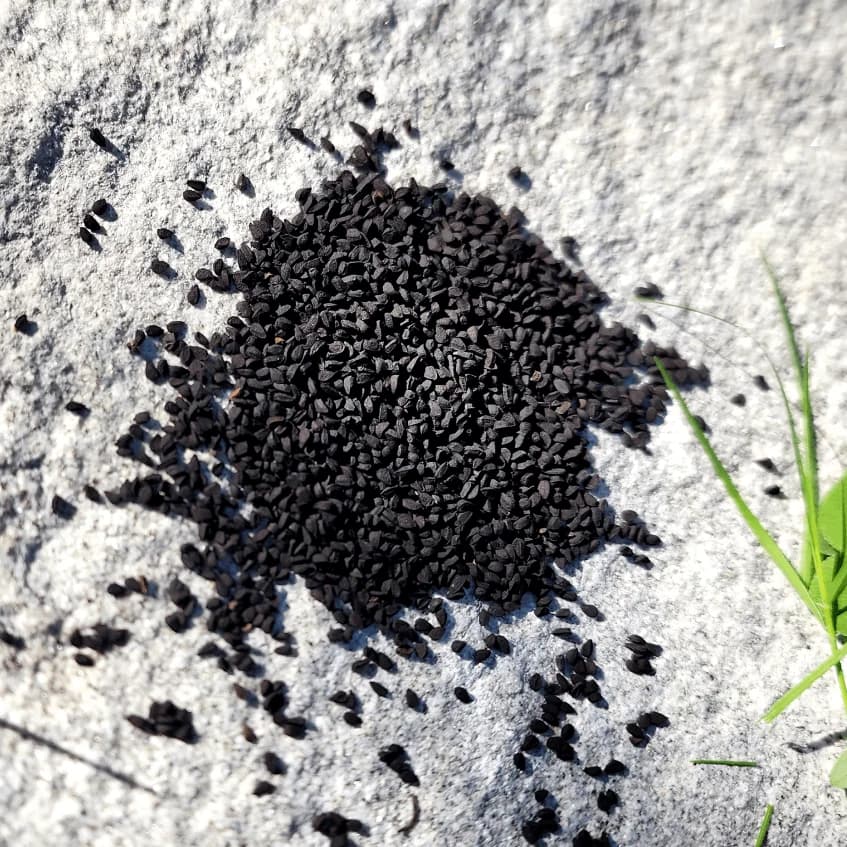 Black Seeds