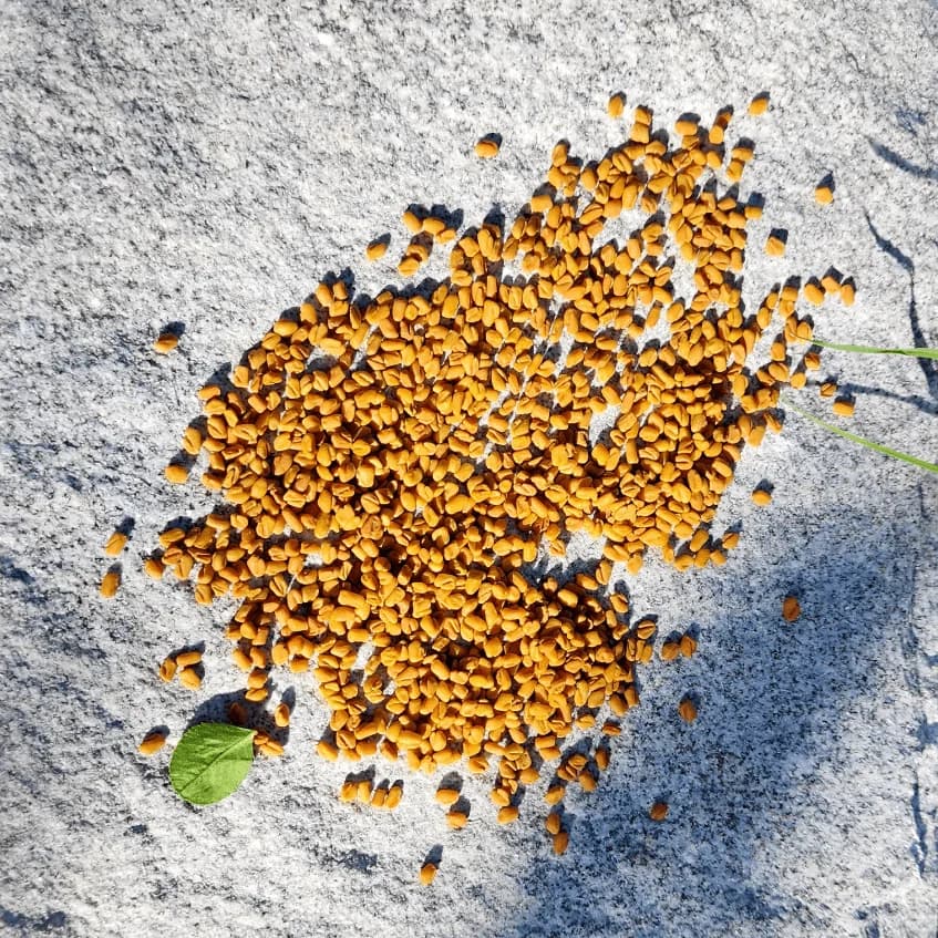 Fenugreek Seeds