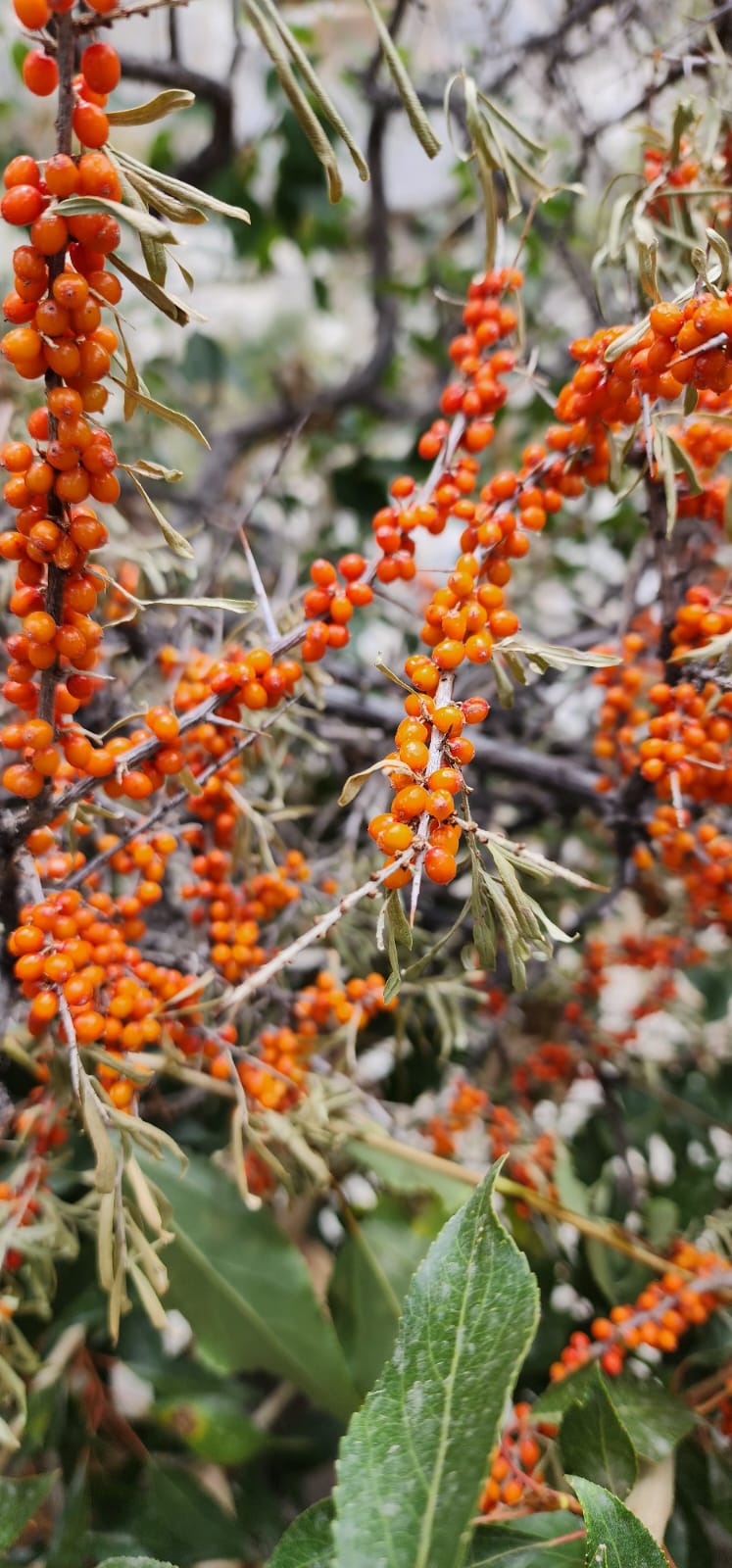 Handmade Natural Shampoo - for Hair Fall, Growth & Shine